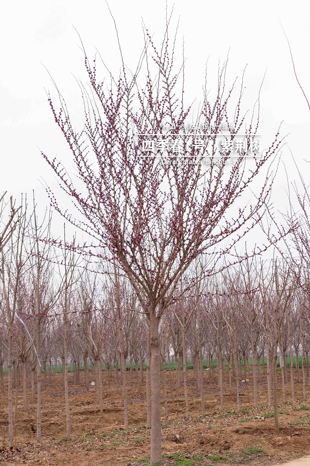 3.14“四季春一号”- 紫荆树